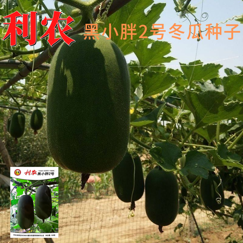 【正源】利农黑小胖2号冬瓜种子杂交新改良小冬瓜迷你黑皮冬