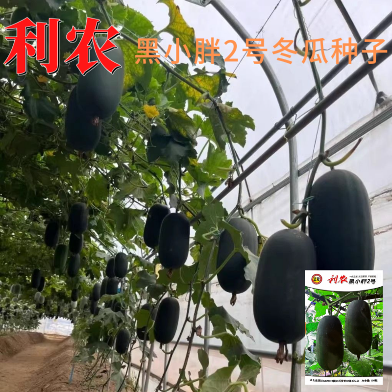 【正源】利农黑小胖2号冬瓜种子杂交新改良小冬瓜迷你黑皮冬