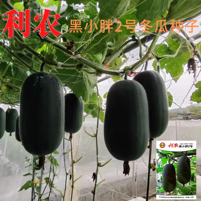【正源】利农黑小胖2号冬瓜种子杂交新改良小冬瓜迷你黑皮冬