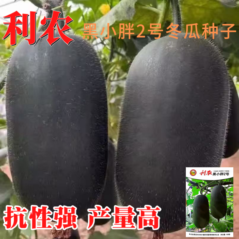 【正源】利农黑小胖2号冬瓜种子杂交新改良小冬瓜迷你黑皮冬