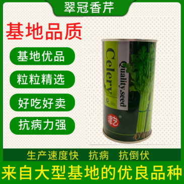 津艺翠冠香芹种子四季小香芹无纤维黄绿色速生抗倒伏芹菜种籽