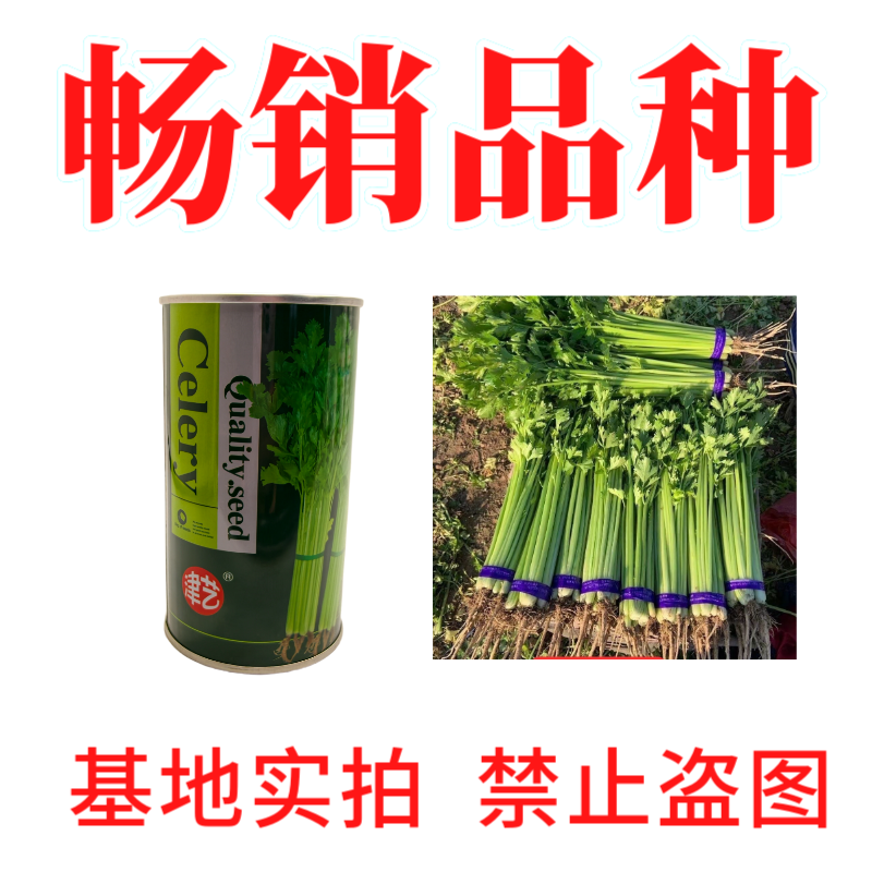 津艺翠冠香芹种子四季小香芹无纤维黄绿色速生抗倒伏芹菜种籽