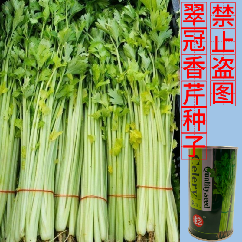 津艺翠冠香芹种子四季小香芹无纤维黄绿色速生抗倒伏芹菜种籽