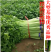 津艺翠冠香芹种子四季小香芹无纤维黄绿色速生抗倒伏芹菜种籽