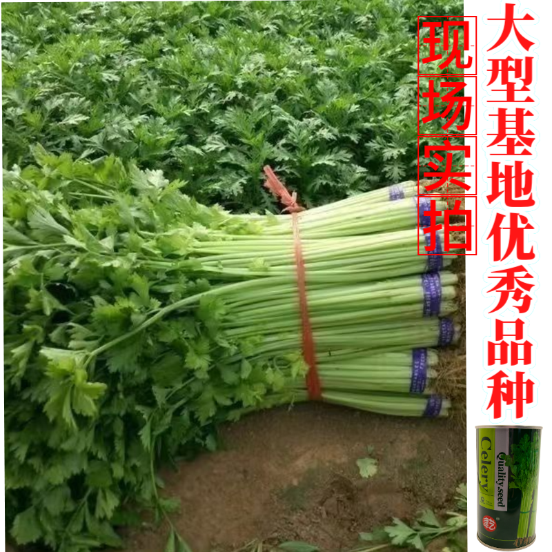津艺翠冠香芹种子四季小香芹无纤维黄绿色速生抗倒伏芹菜种籽