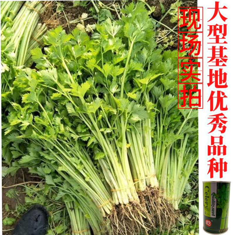 津艺翠冠香芹种子四季小香芹无纤维黄绿色速生抗倒伏芹菜种籽