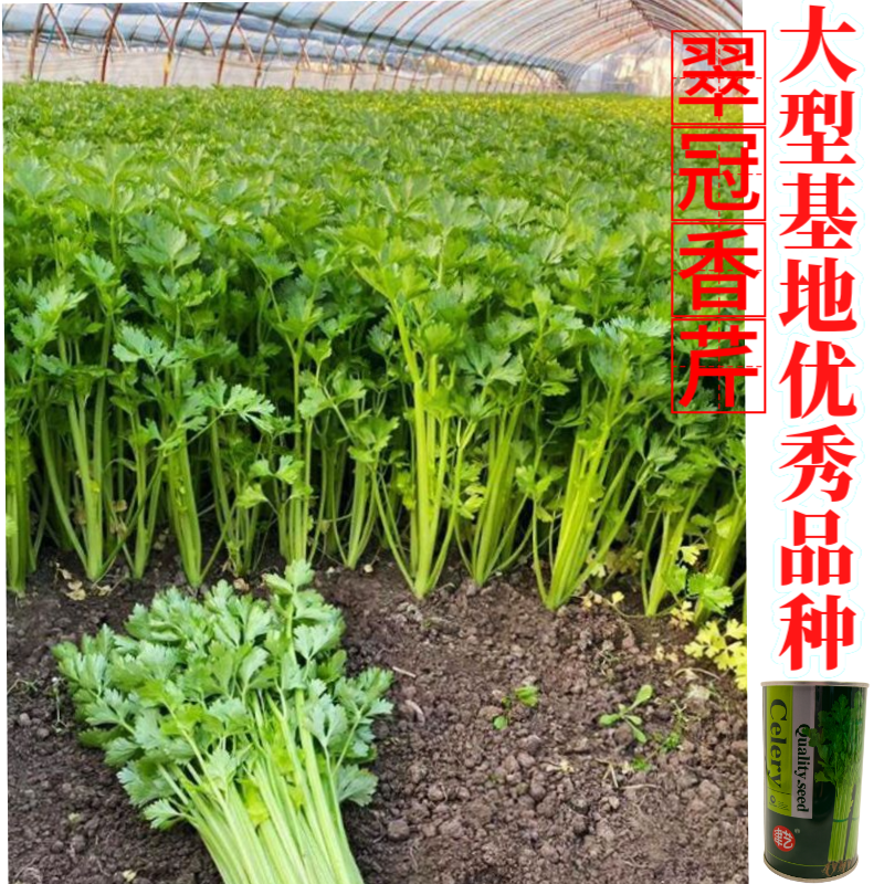 津艺翠冠香芹种子四季小香芹无纤维黄绿色速生抗倒伏芹菜种籽