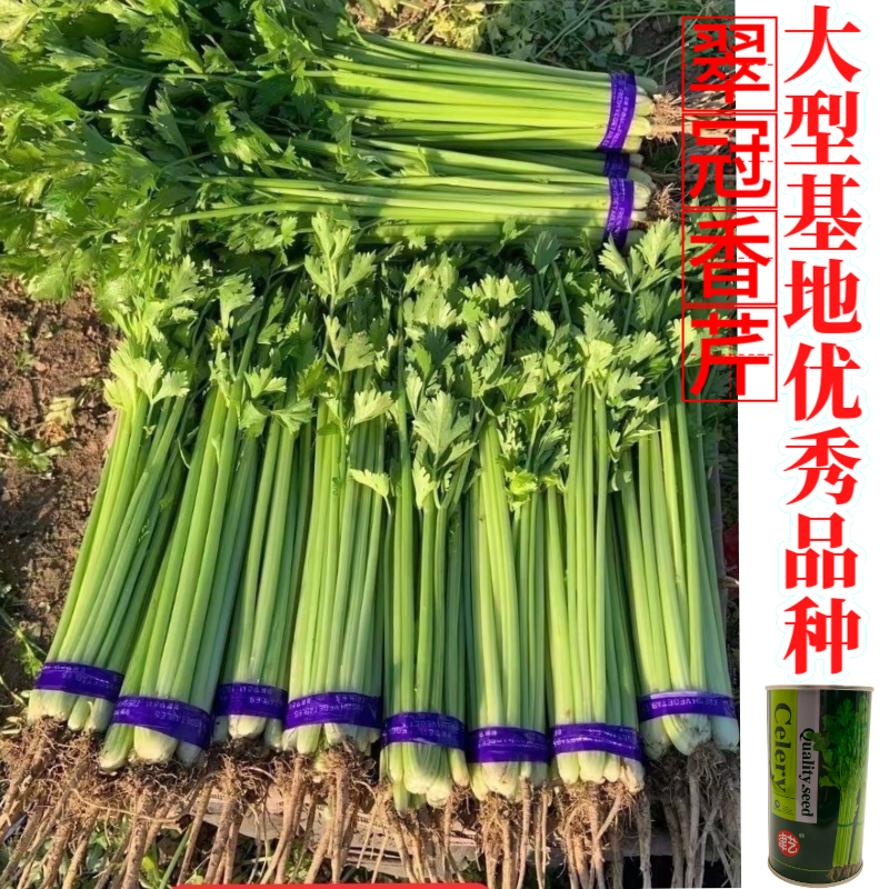 津艺翠冠香芹种子四季小香芹无纤维黄绿色速生抗倒伏芹菜种籽