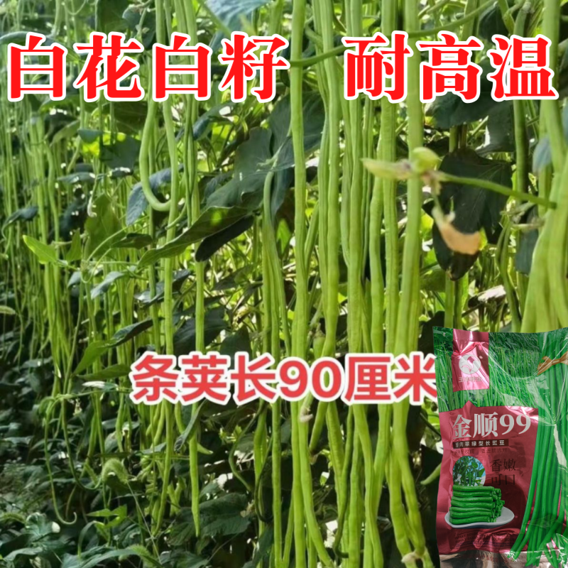 【白籽白花耐热】金顺99豆角种子长豇豆双荚率高厚肉翠绿条