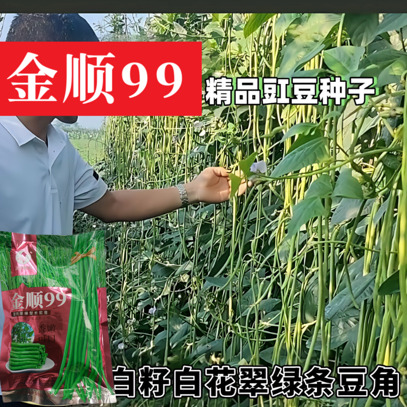 【白籽白花耐热】金顺99豆角种子长豇豆双荚率高厚肉翠绿条