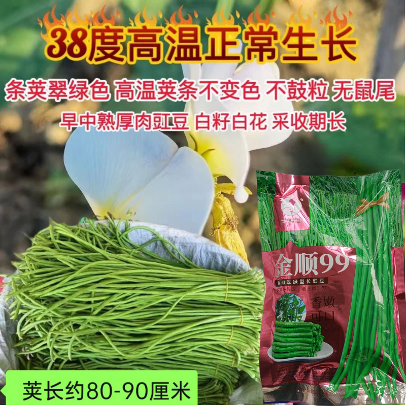 【白籽白花耐热】金顺99豆角种子长豇豆双荚率高厚肉翠绿条