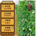 【白籽白花耐热】金顺99豆角种子长豇豆双荚率高厚肉翠绿条