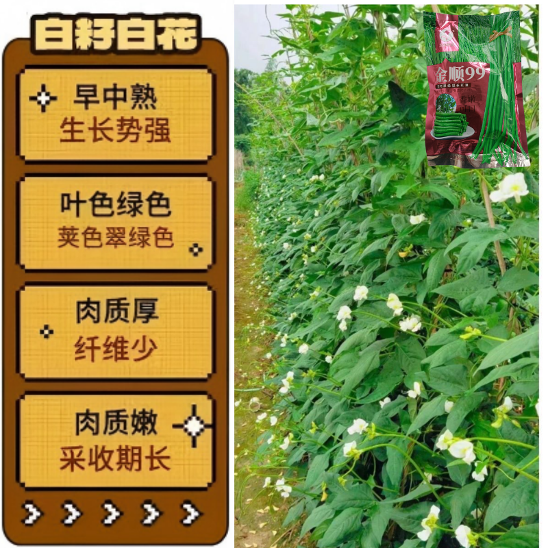 【白籽白花耐热】金顺99豆角种子长豇豆双荚率高厚肉翠绿条