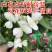 【白籽白花耐热】金顺99豆角种子长豇豆双荚率高厚肉翠绿条