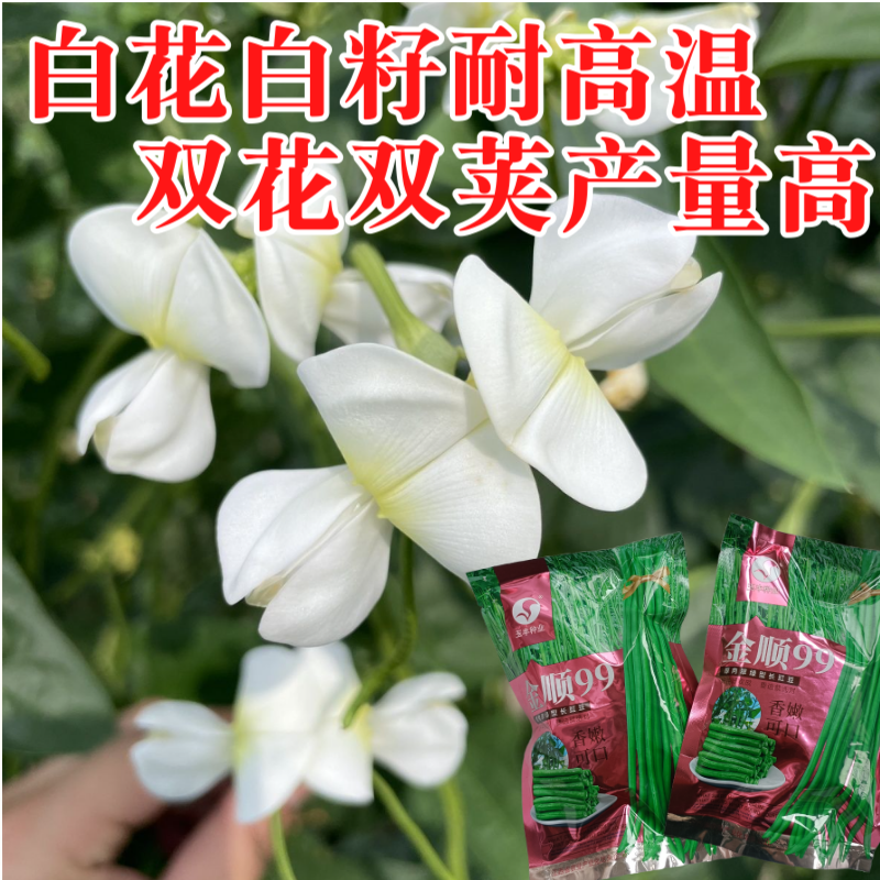 【白籽白花耐热】金顺99豆角种子长豇豆双荚率高厚肉翠绿条