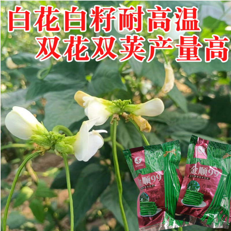【白籽白花耐热】金顺99豆角种子长豇豆双荚率高厚肉翠绿条
