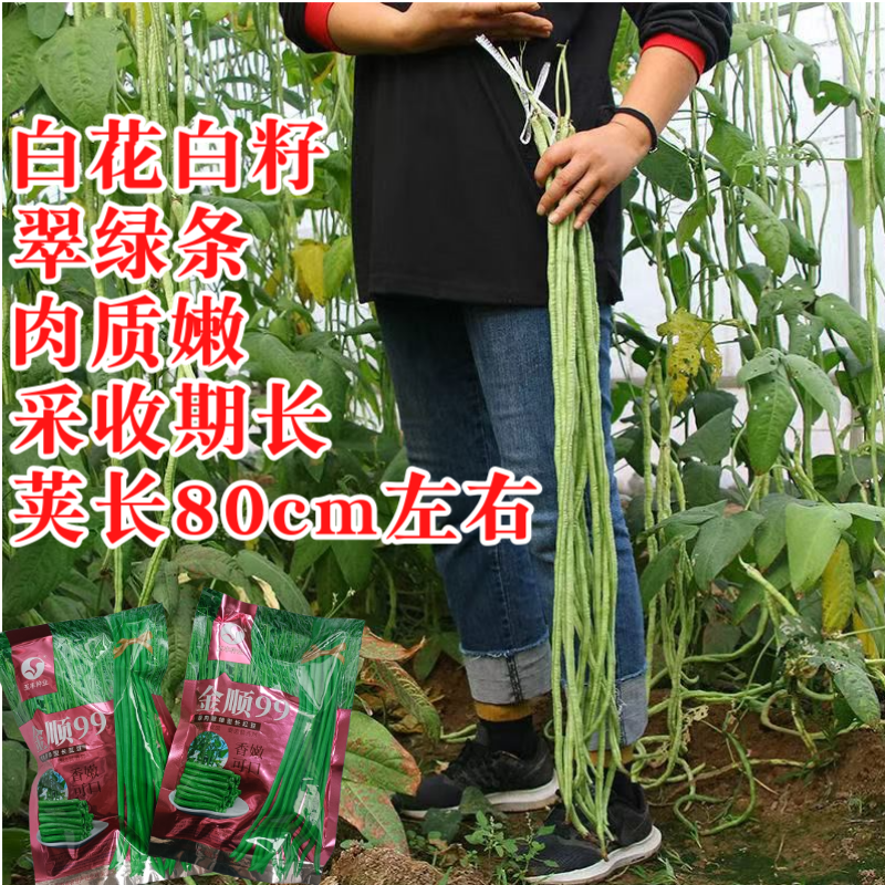 【白籽白花耐热】金顺99豆角种子长豇豆双荚率高厚肉翠绿条