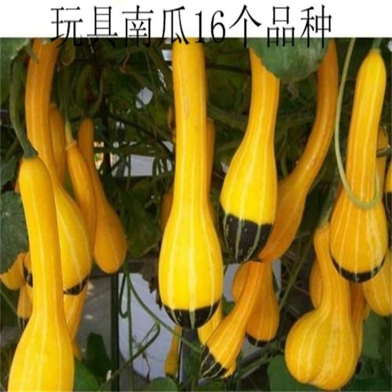 丑小鸭观赏南瓜种子