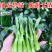 正源翠宝60尖叶甜菜心种子正宗广东甜菜心菜苔种籽四季蔬菜