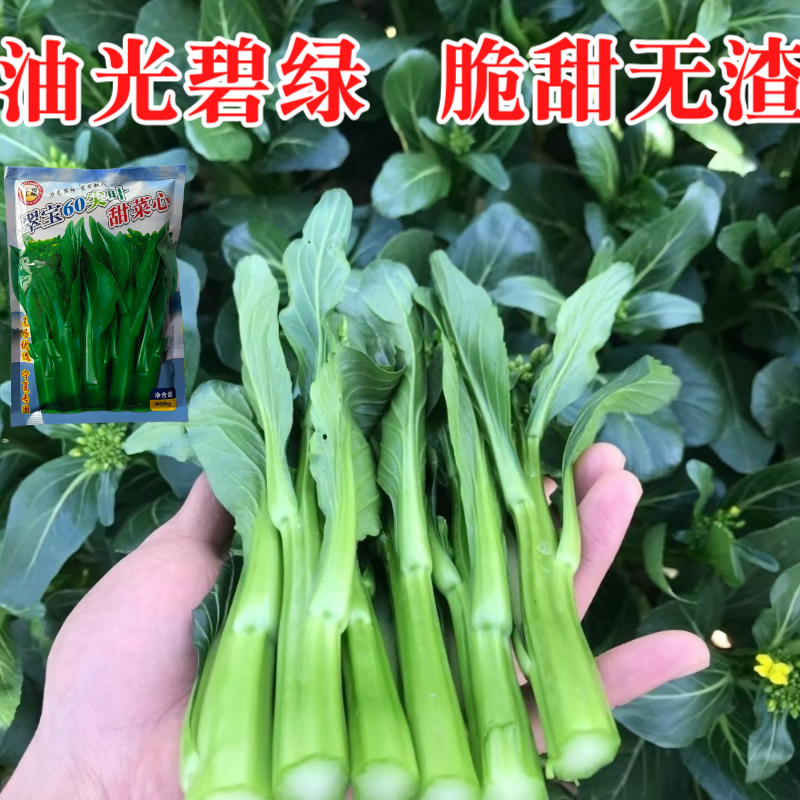 正源翠宝60尖叶甜菜心种子正宗广东甜菜心菜苔种籽四季蔬菜