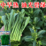 正源翠宝60尖叶甜菜心种子正宗广东甜菜心菜苔种籽四季蔬菜