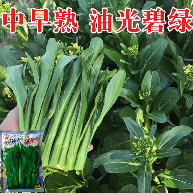 正源翠宝60尖叶甜菜心种子正宗广东甜菜心菜苔种籽四季蔬菜