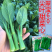 正源翠宝60尖叶甜菜心种子正宗广东甜菜心菜苔种籽四季蔬菜