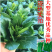 正源翠宝60尖叶甜菜心种子正宗广东甜菜心菜苔种籽四季蔬菜