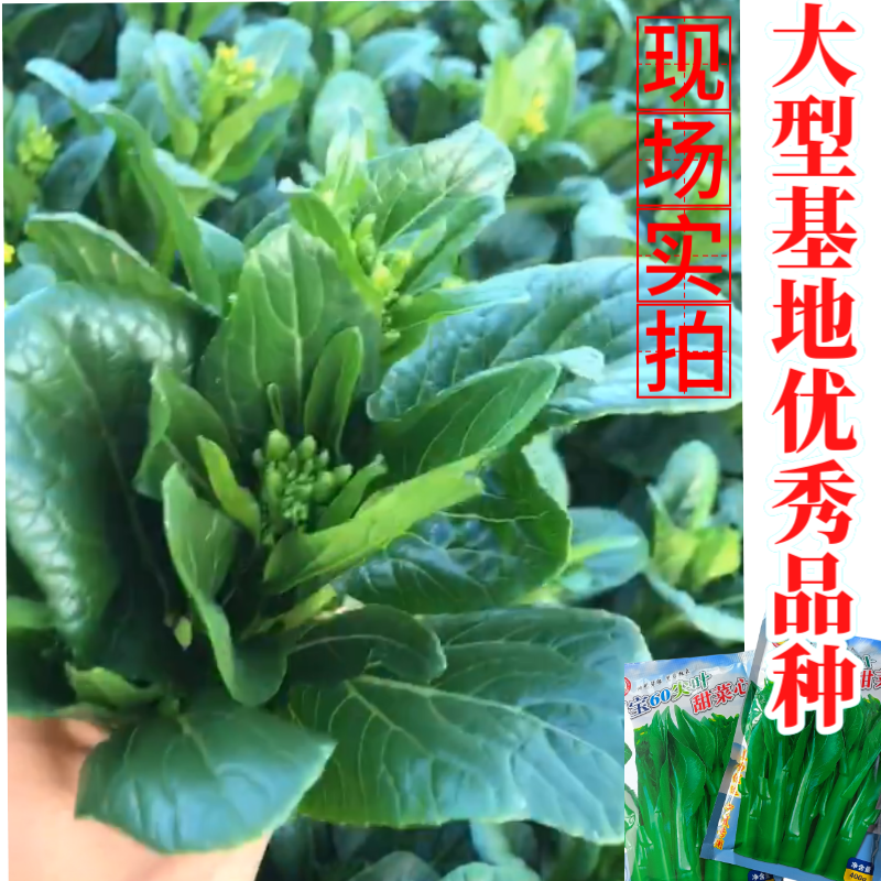 正源翠宝60尖叶甜菜心种子正宗广东甜菜心菜苔种籽四季蔬菜