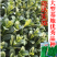 正源翠宝60尖叶甜菜心种子正宗广东甜菜心菜苔种籽四季蔬菜