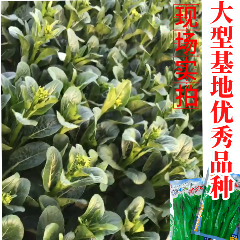 正源翠宝60尖叶甜菜心种子正宗广东甜菜心菜苔种籽四季蔬菜