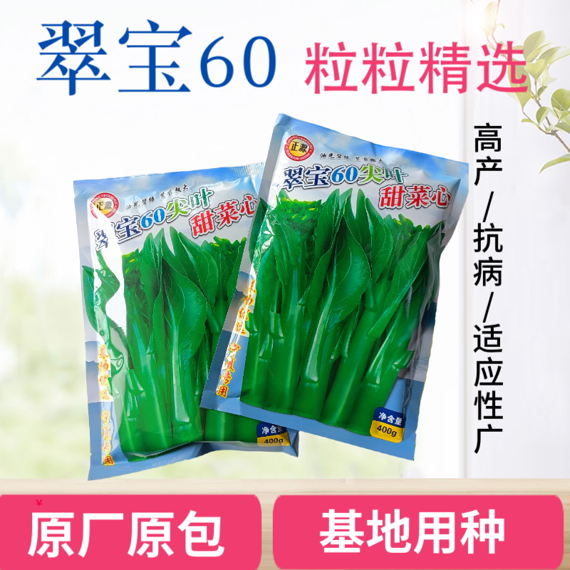 正源翠宝60尖叶甜菜心种子正宗广东甜菜心菜苔种籽四季蔬菜