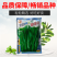 正源翠宝60尖叶甜菜心种子正宗广东甜菜心菜苔种籽四季蔬菜