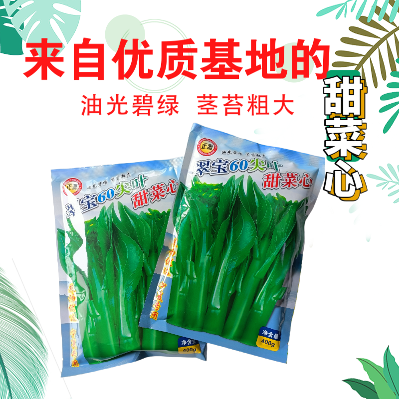 正源翠宝60尖叶甜菜心种子正宗广东甜菜心菜苔种籽四季蔬菜