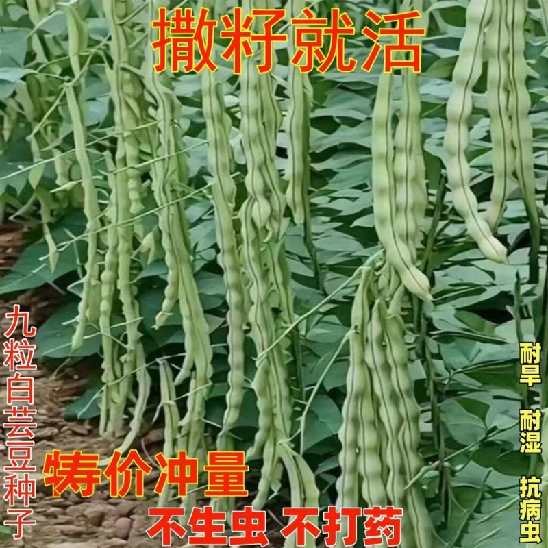 航天一号无筋架豆种子四季豆种子荚长可达38公分