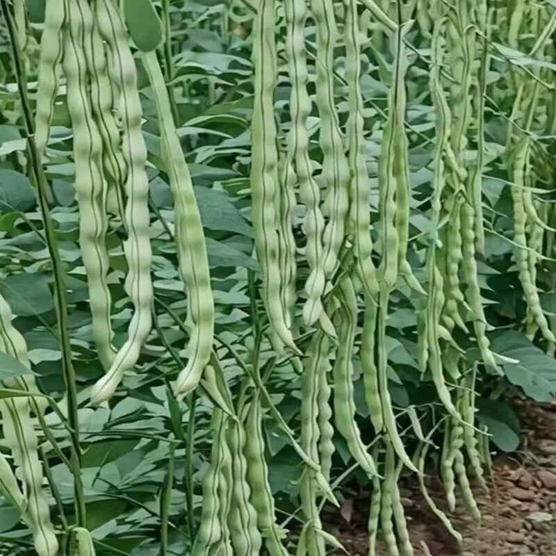 航天一号无筋架豆种子四季豆种子荚长可达38公分