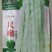 一尺嫩九粒白种子荚长30公分白花四季豆种子