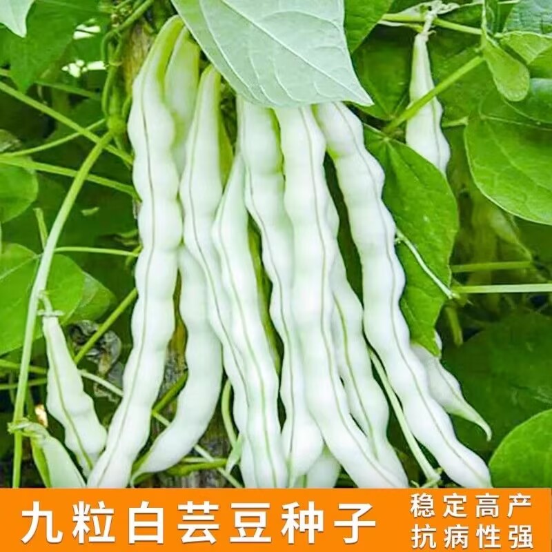 一尺嫩九粒白种子荚长30公分白花四季豆种子