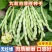一尺嫩九粒白种子荚长30公分白花四季豆种子