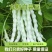 一尺嫩九粒白种子荚长30公分白花四季豆种子