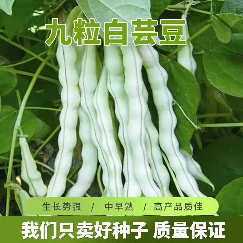 一尺嫩九粒白种子荚长30公分白花四季豆种子