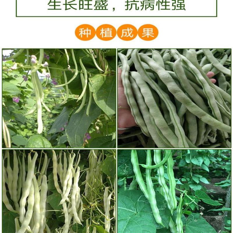 一尺嫩九粒白种子荚长30公分白花四季豆种子