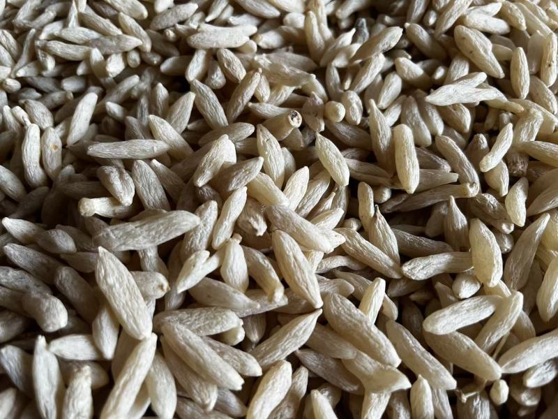 25版生态麦冬包过检