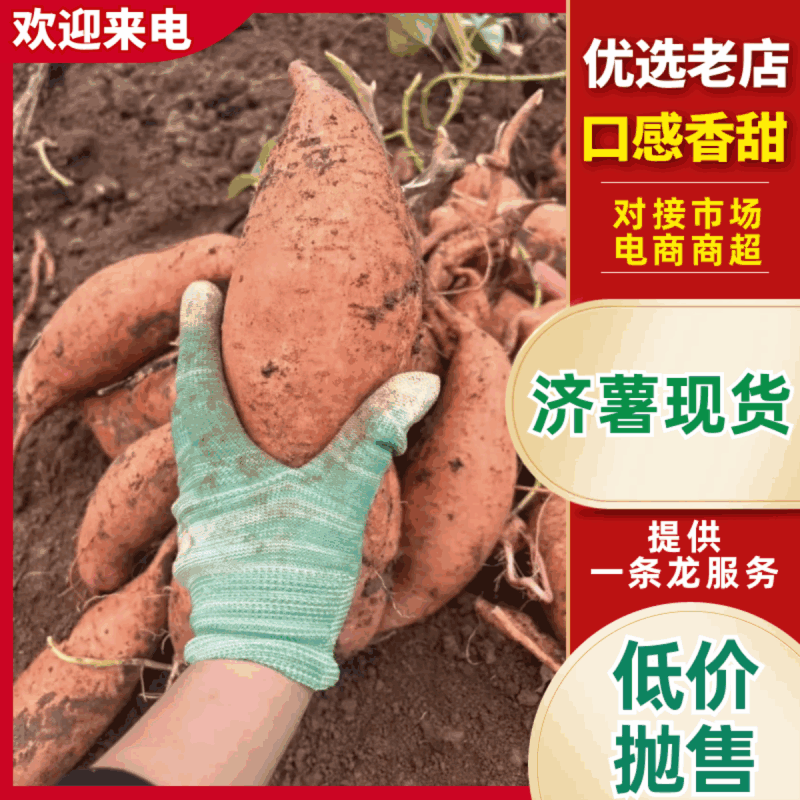 【平台精选】济薯产地直供济薯26济薯33均可对接各电商云仓