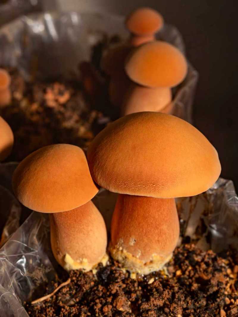 云南西双版纳人工黄牛肝菌（见手青），量大从优