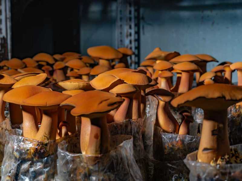 云南西双版纳人工黄牛肝菌（见手青），量大从优
