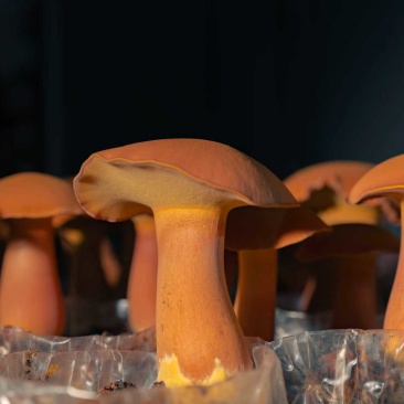 云南西双版纳人工黄牛肝菌（见手青），量大从优