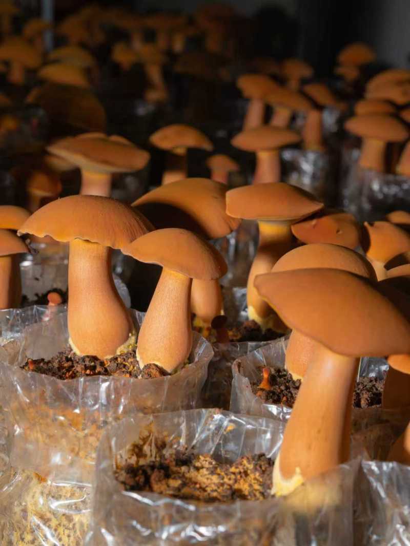 云南西双版纳人工黄牛肝菌（见手青），量大从优