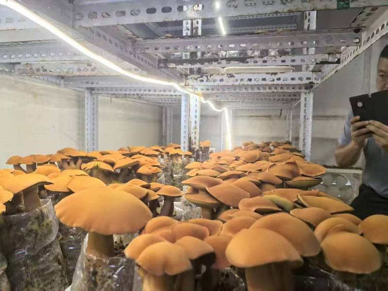 云南西双版纳人工黄牛肝菌（见手青），量大从优