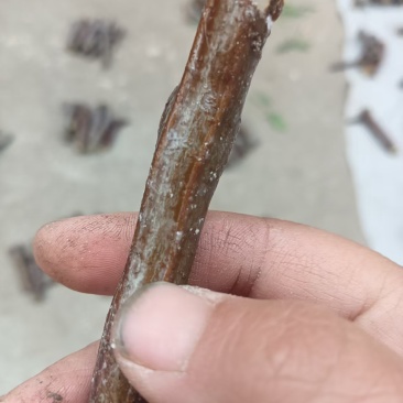 种植基地【龙蟠嫁穗】诚信经营，客户至上！龙蟠接穗